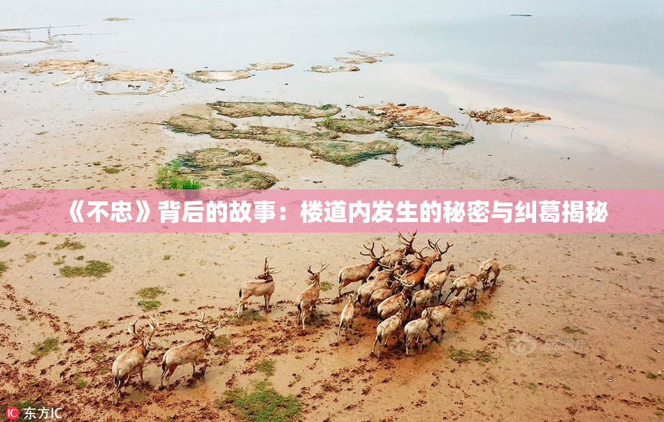 《不忠》背后的故事：楼道内发生的秘密与纠葛揭秘