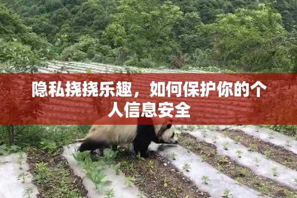 隐私挠挠乐趣，如何保护你的个人信息安全