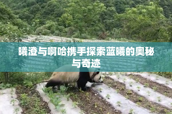 曦澄与啊哈携手探索蓝曦的奥秘与奇迹