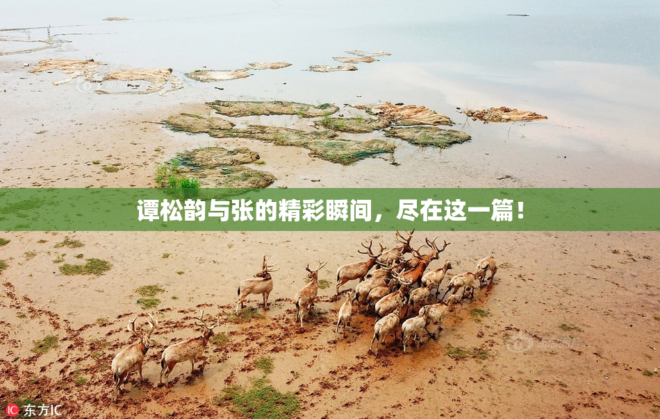 谭松韵与张的精彩瞬间，尽在这一篇！