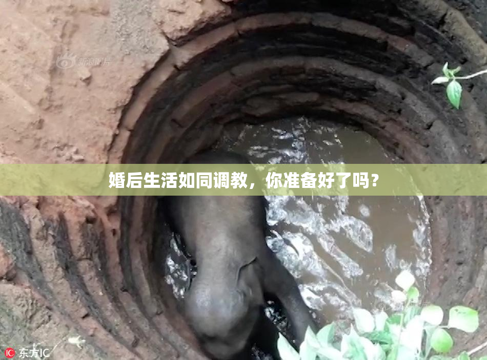 婚后生活如同调教，你准备好了吗？