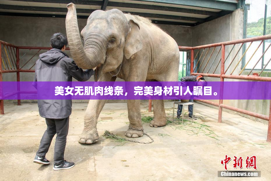 美女无肌肉线条，完美身材引人瞩目。