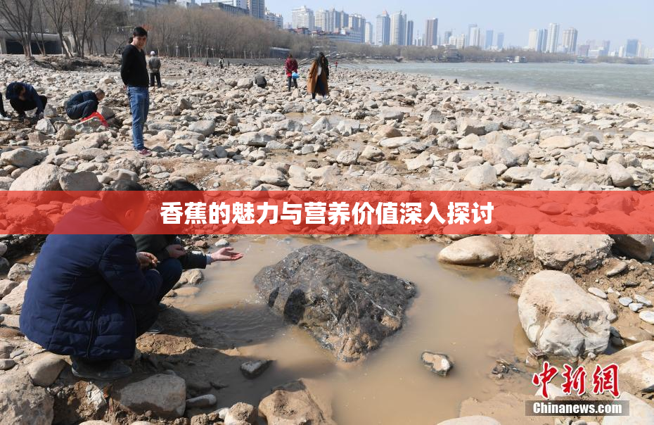 香蕉的魅力与营养价值深入探讨