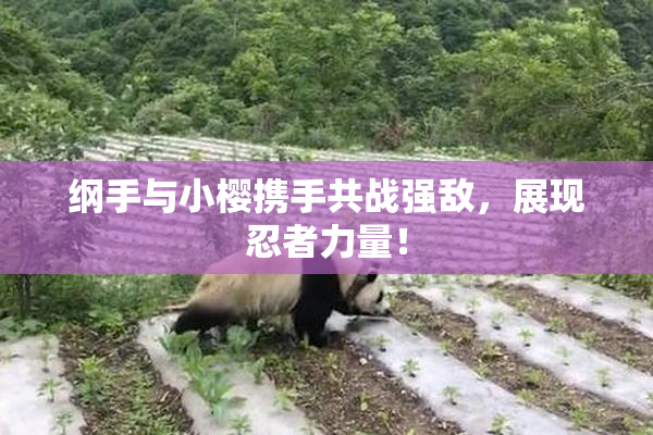 纲手与小樱携手共战强敌，展现忍者力量！