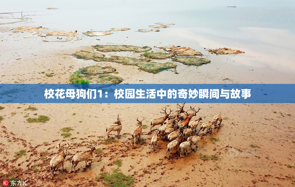 校花母狗们1：校园生活中的奇妙瞬间与故事