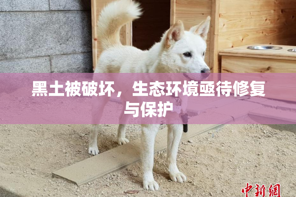 黑土被破坏，生态环境亟待修复与保护