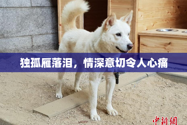 独孤雁落泪，情深意切令人心痛
