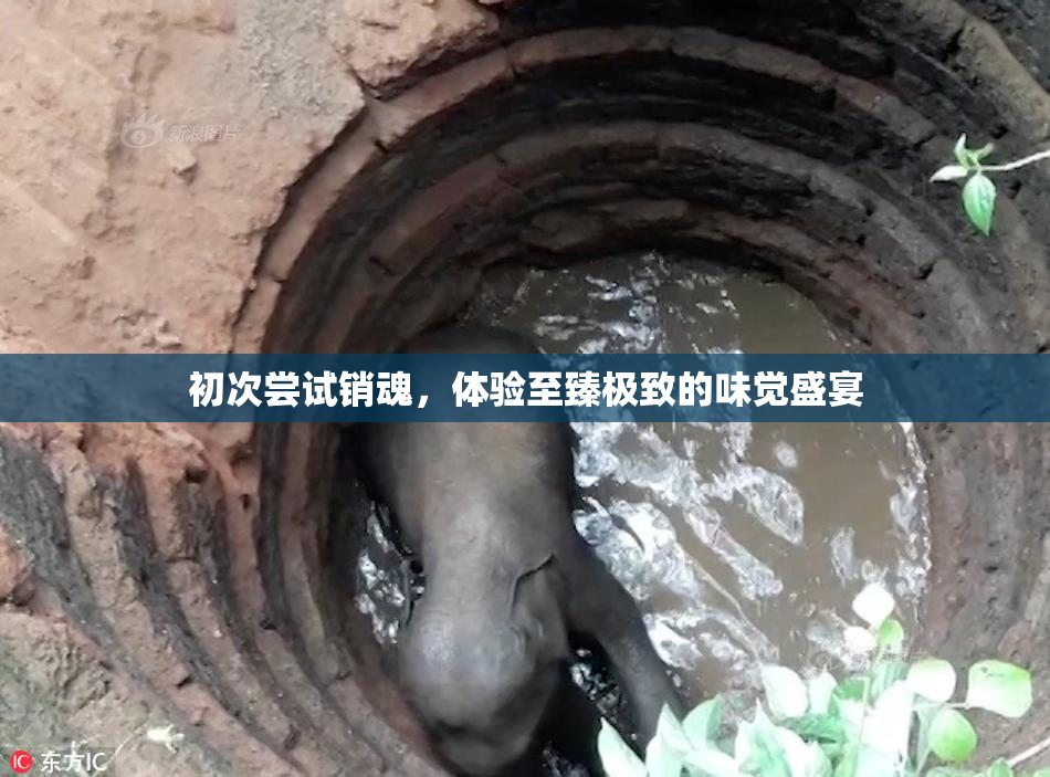初次尝试销魂，体验至臻极致的味觉盛宴