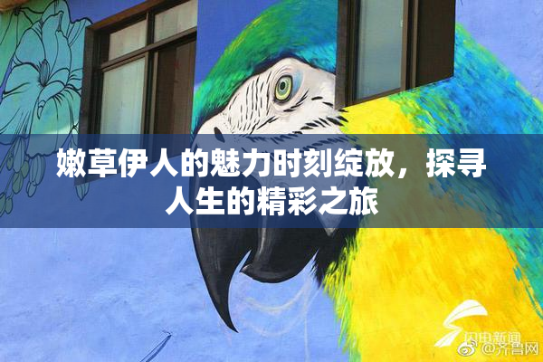 嫩草伊人的魅力时刻绽放，探寻人生的精彩之旅
