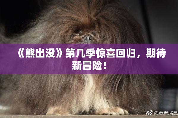《熊出没》第几季惊喜回归，期待新冒险！