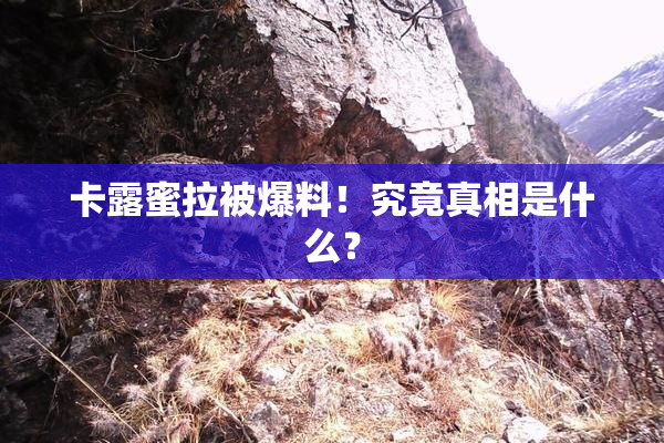 卡露蜜拉被爆料！究竟真相是什么？