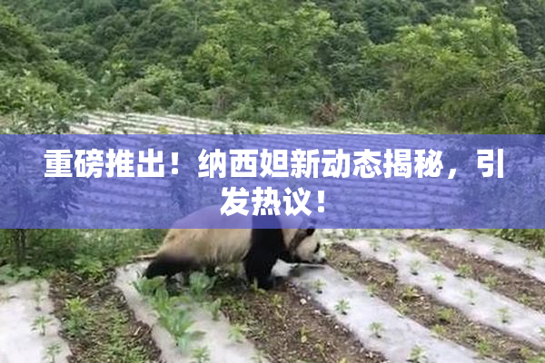 重磅推出！纳西妲新动态揭秘，引发热议！