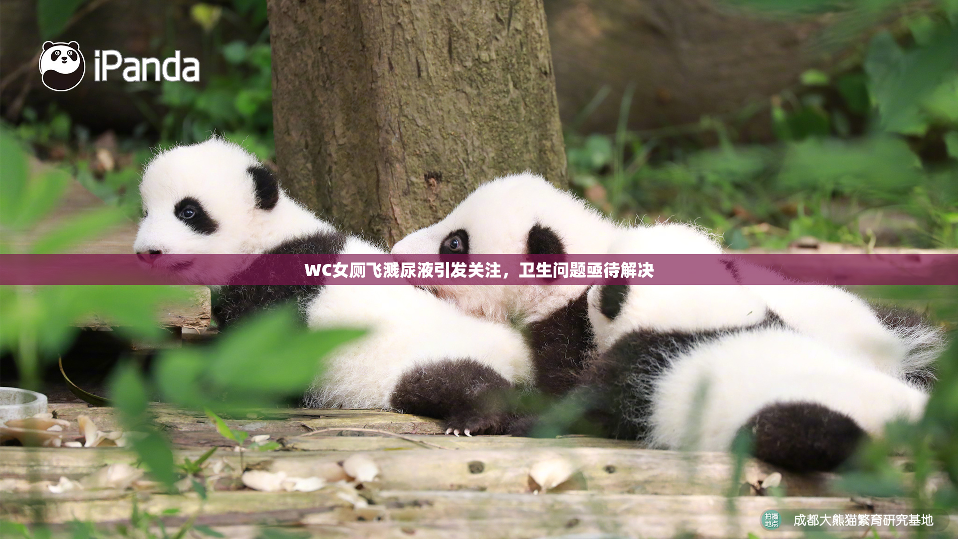 WC女厕飞溅尿液引发关注，卫生问题亟待解决
