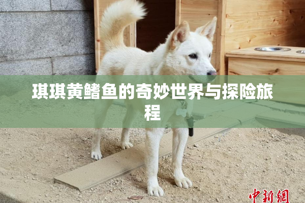 琪琪黄鳍鱼的奇妙世界与探险旅程