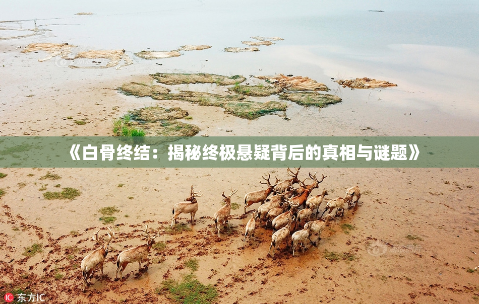 《白骨终结：揭秘终极悬疑背后的真相与谜题》