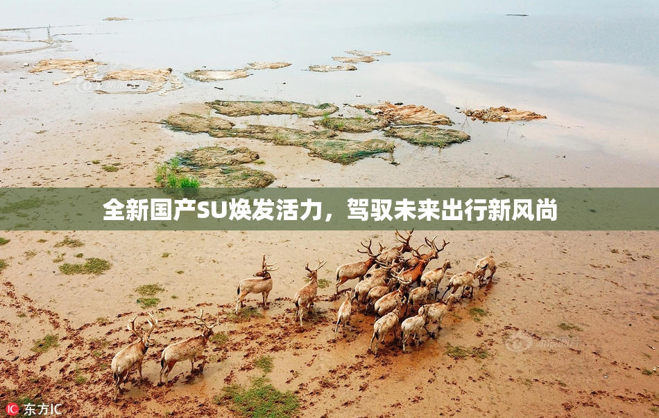 全新国产SU焕发活力，驾驭未来出行新风尚