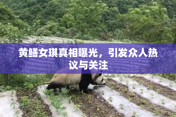 黄鳝女琪真相曝光，引发众人热议与关注