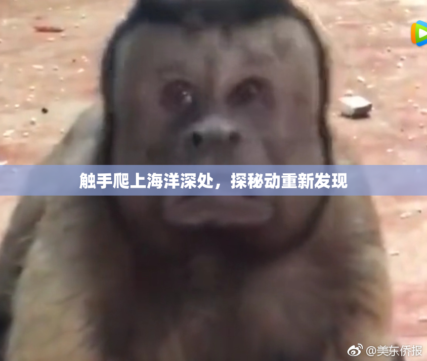 触手爬上海洋深处，探秘动重新发现