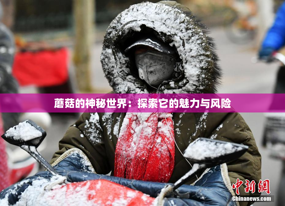 蘑菇的神秘世界：探索它的魅力与风险