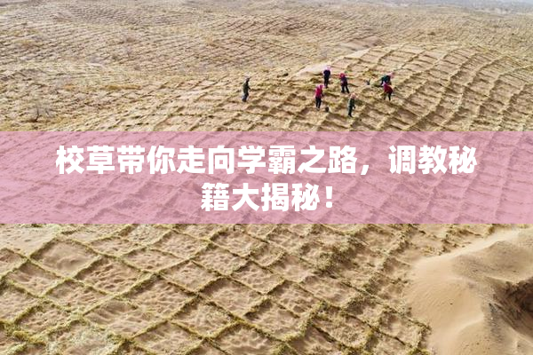 校草带你走向学霸之路，调教秘籍大揭秘！