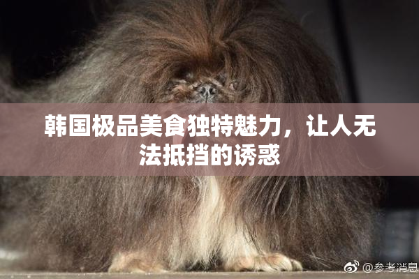 韩国极品美食独特魅力，让人无法抵挡的诱惑