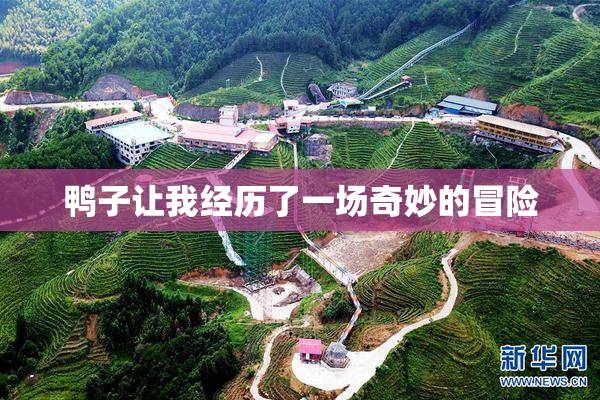 鸭子让我经历了一场奇妙的冒险