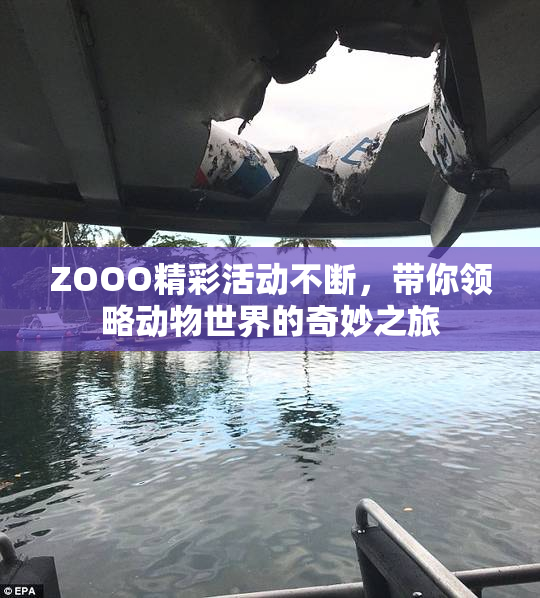 ZOOO精彩活动不断，带你领略动物世界的奇妙之旅