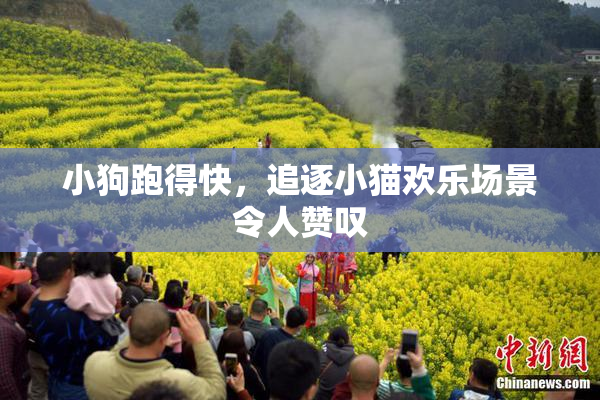 小狗跑得快，追逐小猫欢乐场景令人赞叹