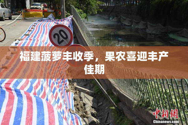 福建菠萝丰收季，果农喜迎丰产佳期