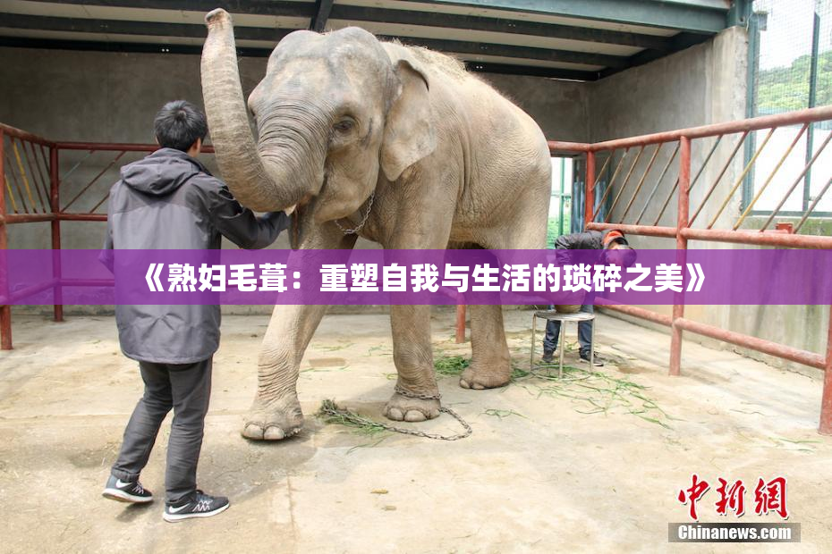 《熟妇毛葺：重塑自我与生活的琐碎之美》