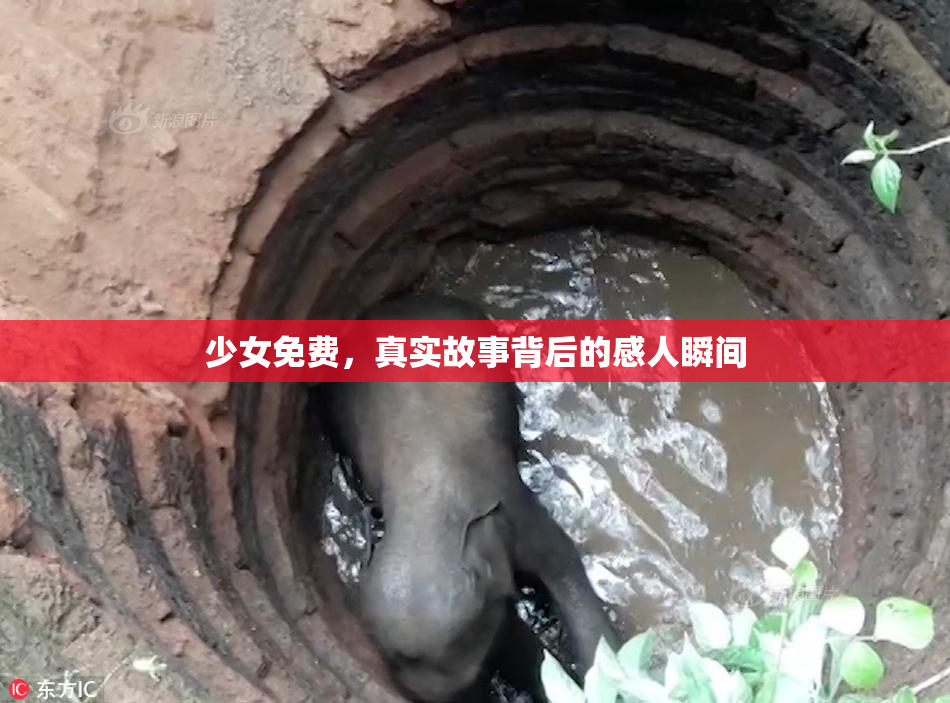 少女免费，真实故事背后的感人瞬间