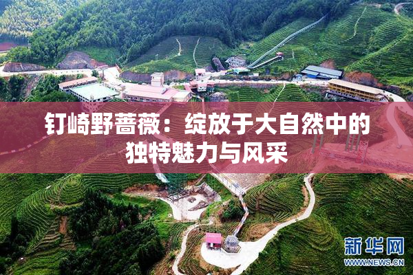 钉崎野蔷薇：绽放于大自然中的独特魅力与风采