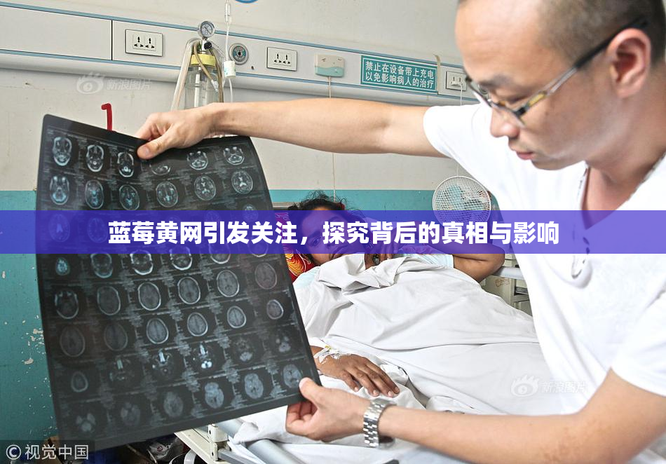 蓝莓黄网引发关注，探究背后的真相与影响