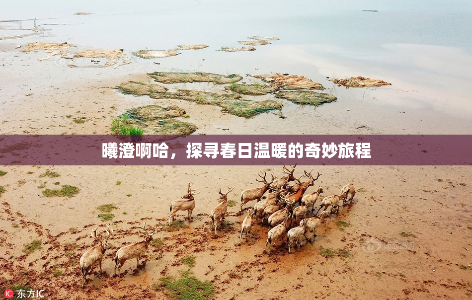 曦澄啊哈，探寻春日温暖的奇妙旅程