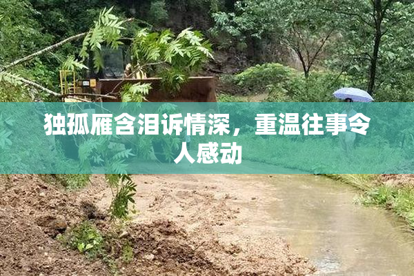 独孤雁含泪诉情深，重温往事令人感动