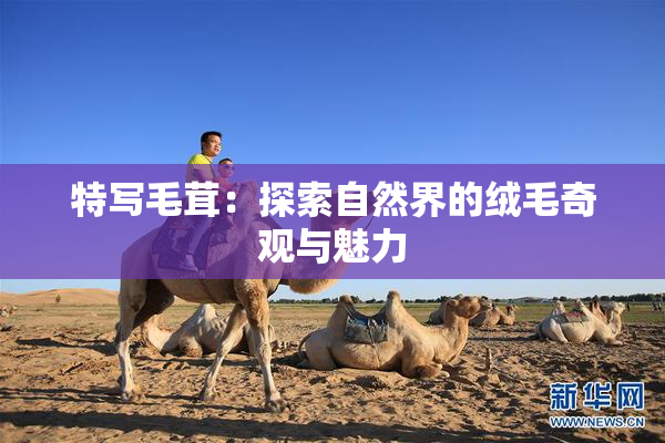 特写毛茸：探索自然界的绒毛奇观与魅力