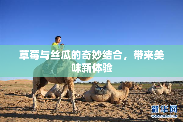 草莓与丝瓜的奇妙结合，带来美味新体验