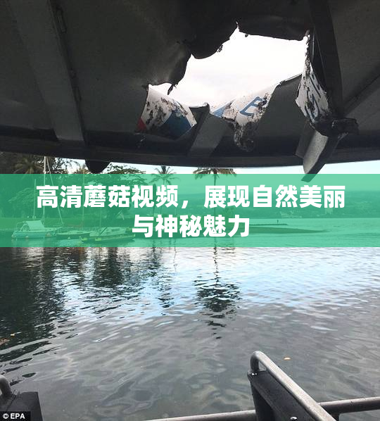 高清蘑菇视频，展现自然美丽与神秘魅力