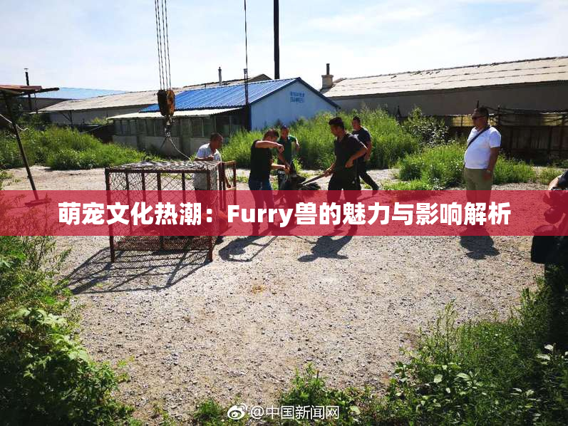 萌宠文化热潮：Furry兽的魅力与影响解析