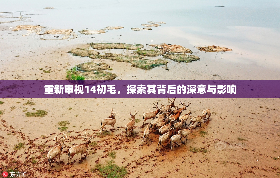 重新审视14初毛，探索其背后的深意与影响