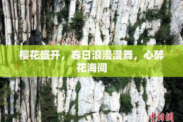 樱花盛开，春日浪漫漫舞，心醉花海间