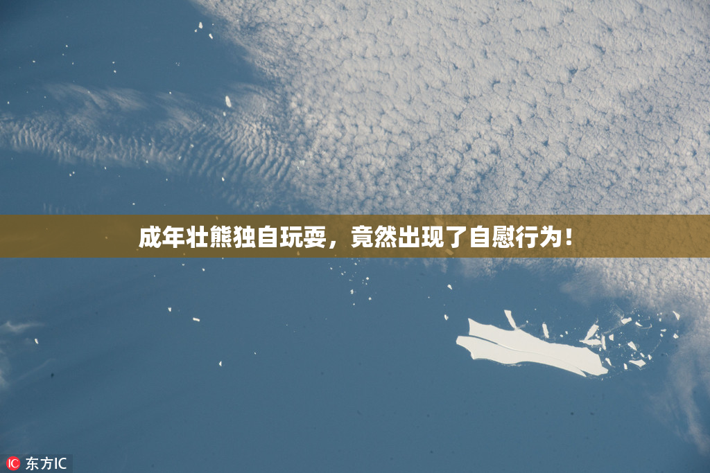 成年壮熊独自玩耍，竟然出现了自慰行为！