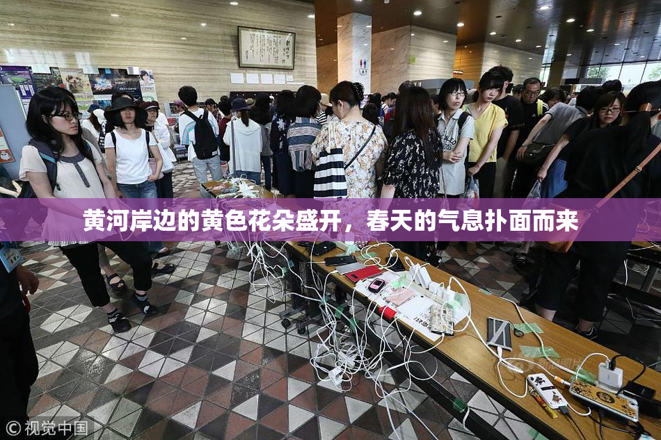 黄河岸边的黄色花朵盛开，春天的气息扑面而来