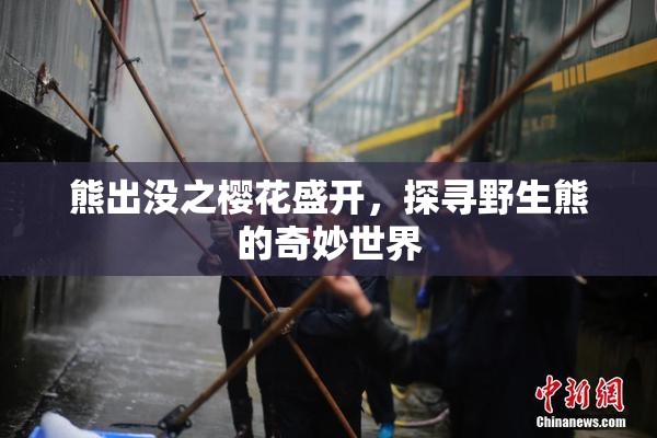 熊出没之樱花盛开，探寻野生熊的奇妙世界