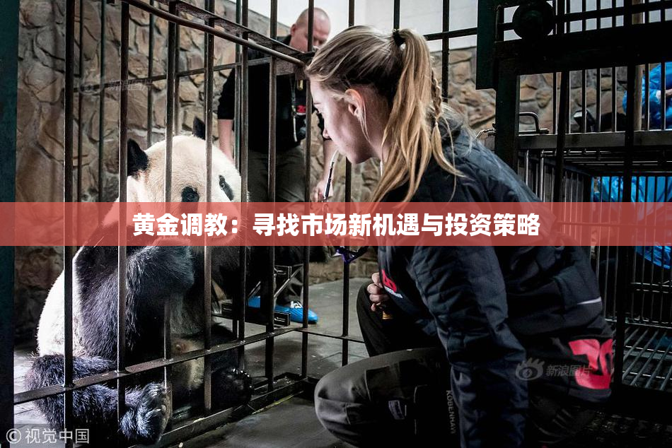 黄金调教：寻找市场新机遇与投资策略