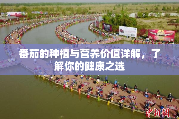 番茄的种植与营养价值详解，了解你的健康之选