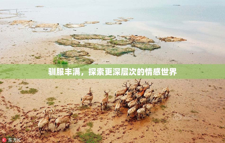 驯服丰满，探索更深层次的情感世界