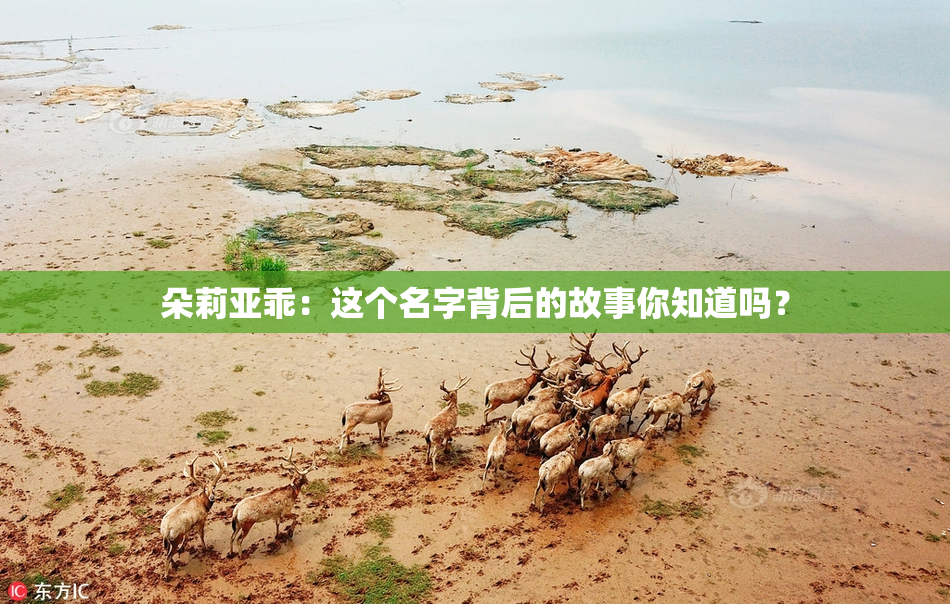 朵莉亚乖：这个名字背后的故事你知道吗？