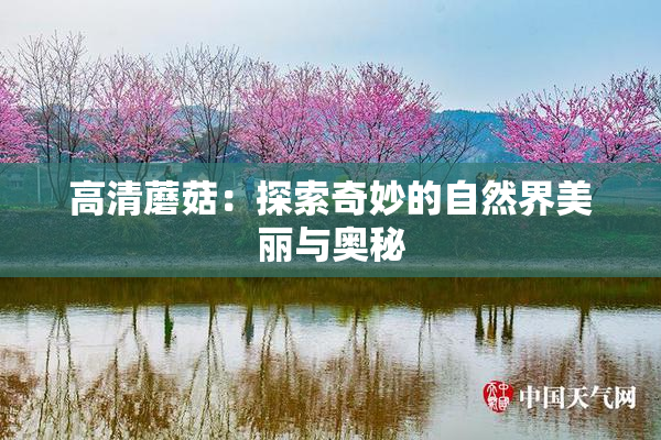 高清蘑菇：探索奇妙的自然界美丽与奥秘