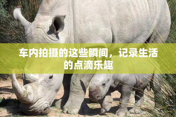 车内拍摄的这些瞬间，记录生活的点滴乐趣